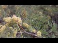 AGNR 141 - Coachella Valley Preserve Lab - Spring 20