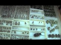 Sierra College Natural History Museum: Collections