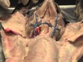 Nonmuscular Organs