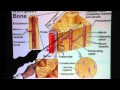 Bone Connective Tissue