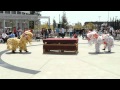 Chinese Culture Day Highlights 2012-04-03