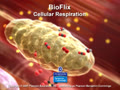 Cellular Respiration movie from publisher