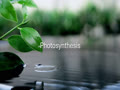 Lecture Photosynthesis