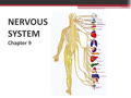 Chapter 9 - The Nervous System